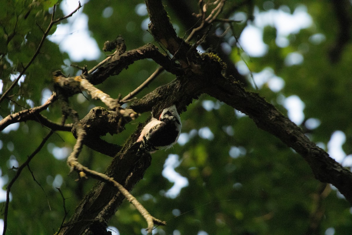 Middle Spotted Woodpecker - ML608400519