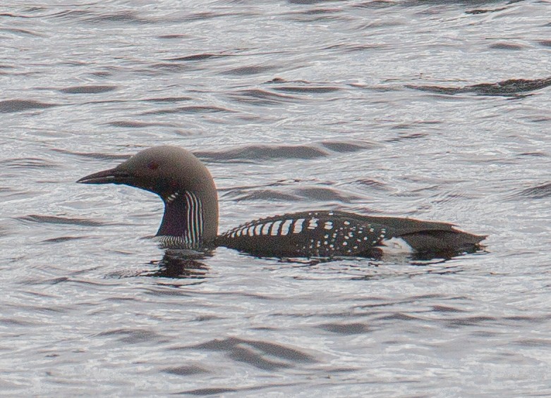 Arctic Loon - ML608400526