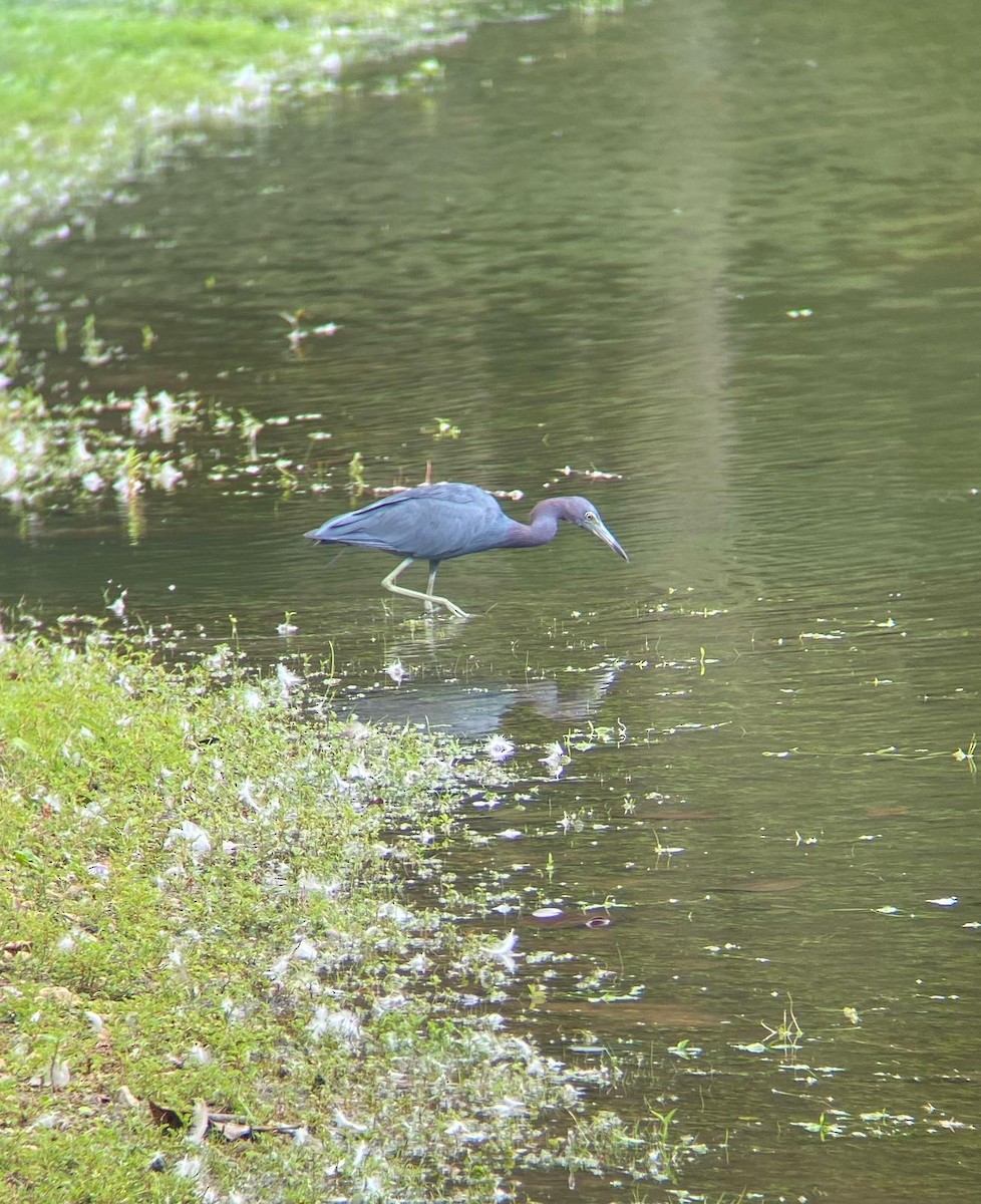 Little Blue Heron - ML608400625