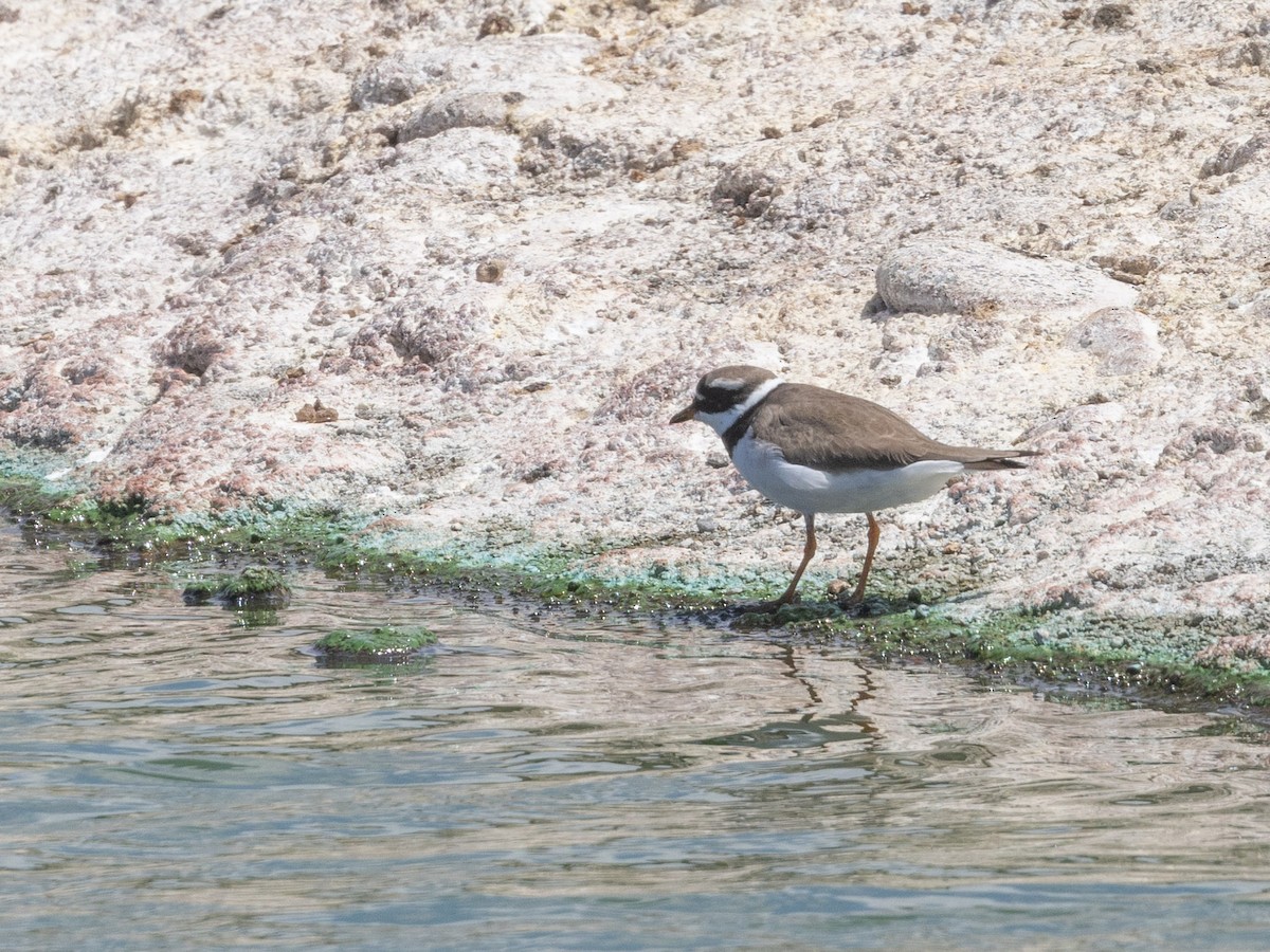 Common Ringed Plover - ML608400707