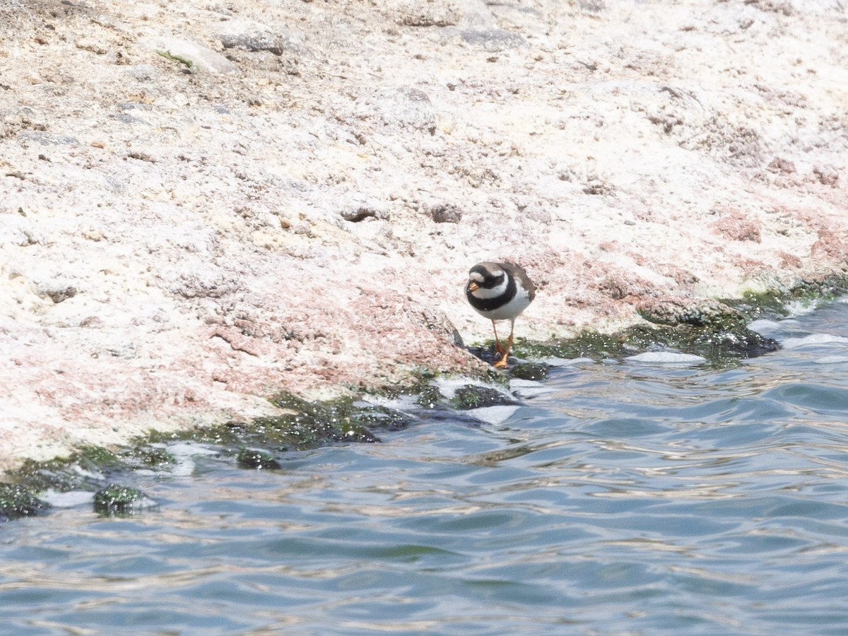 Common Ringed Plover - ML608400708