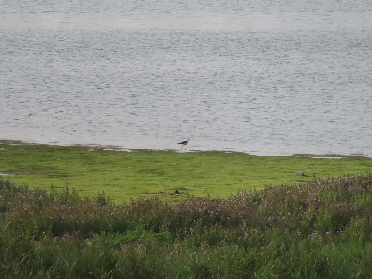 Black-winged Stilt - ML608400729