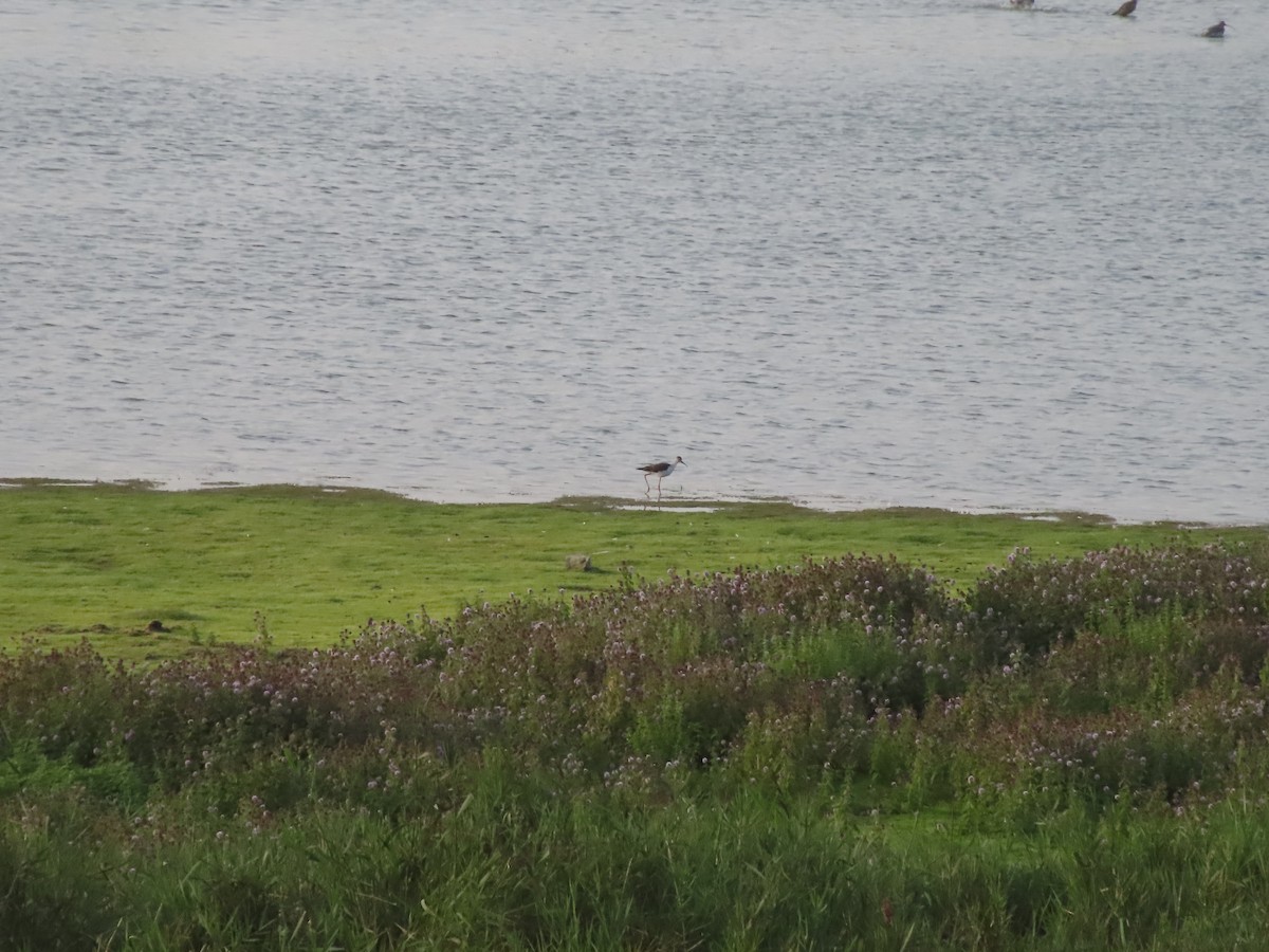 Black-winged Stilt - ML608400730