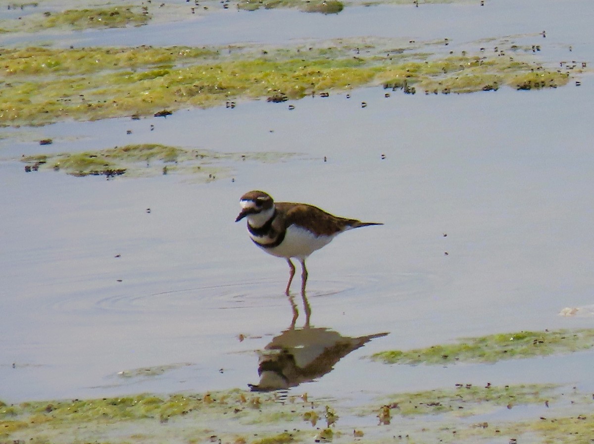 Killdeer - Bob Hargis