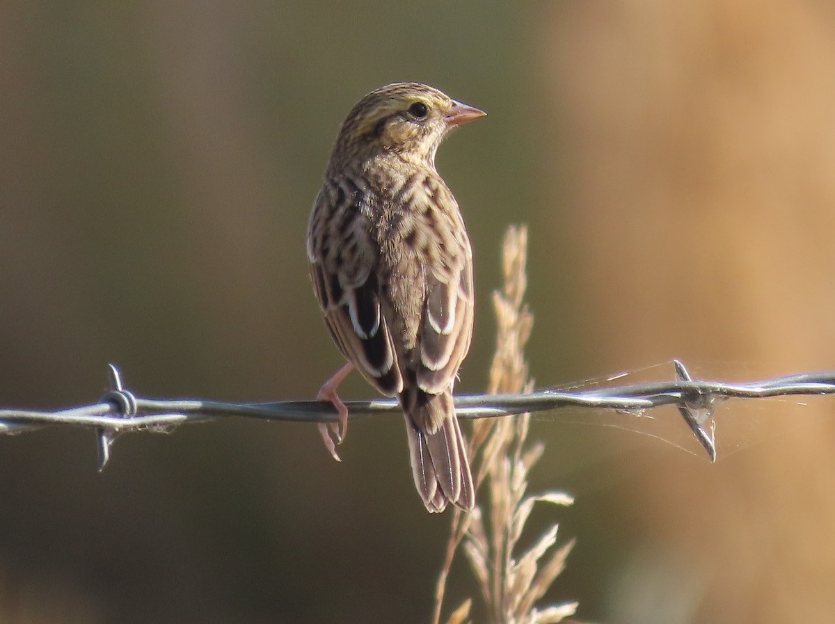 Savannah Sparrow - Bob Hargis