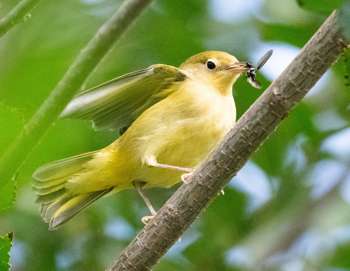 Yellow Warbler - ML608400927