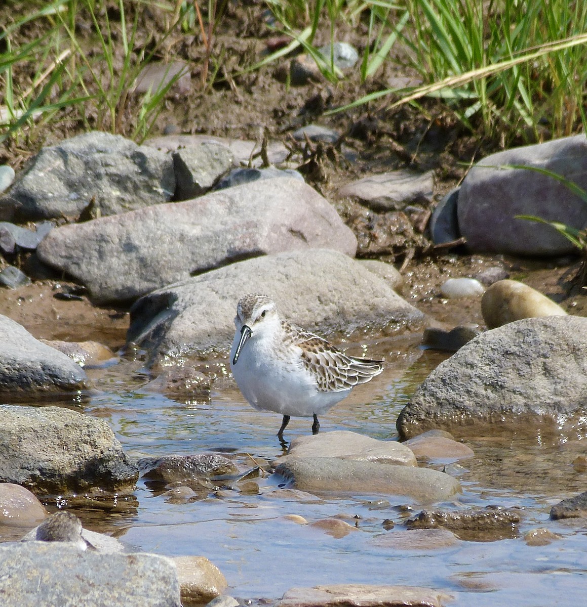 Western Sandpiper - Rick Whitman