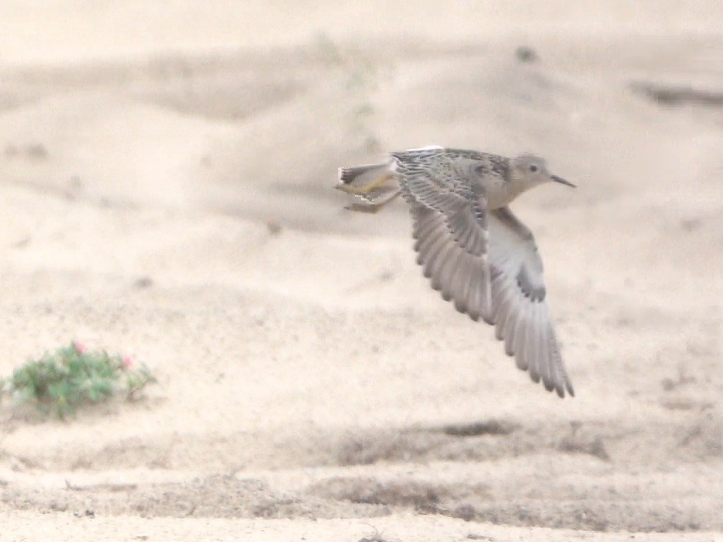 Buff-breasted Sandpiper - ML608400970