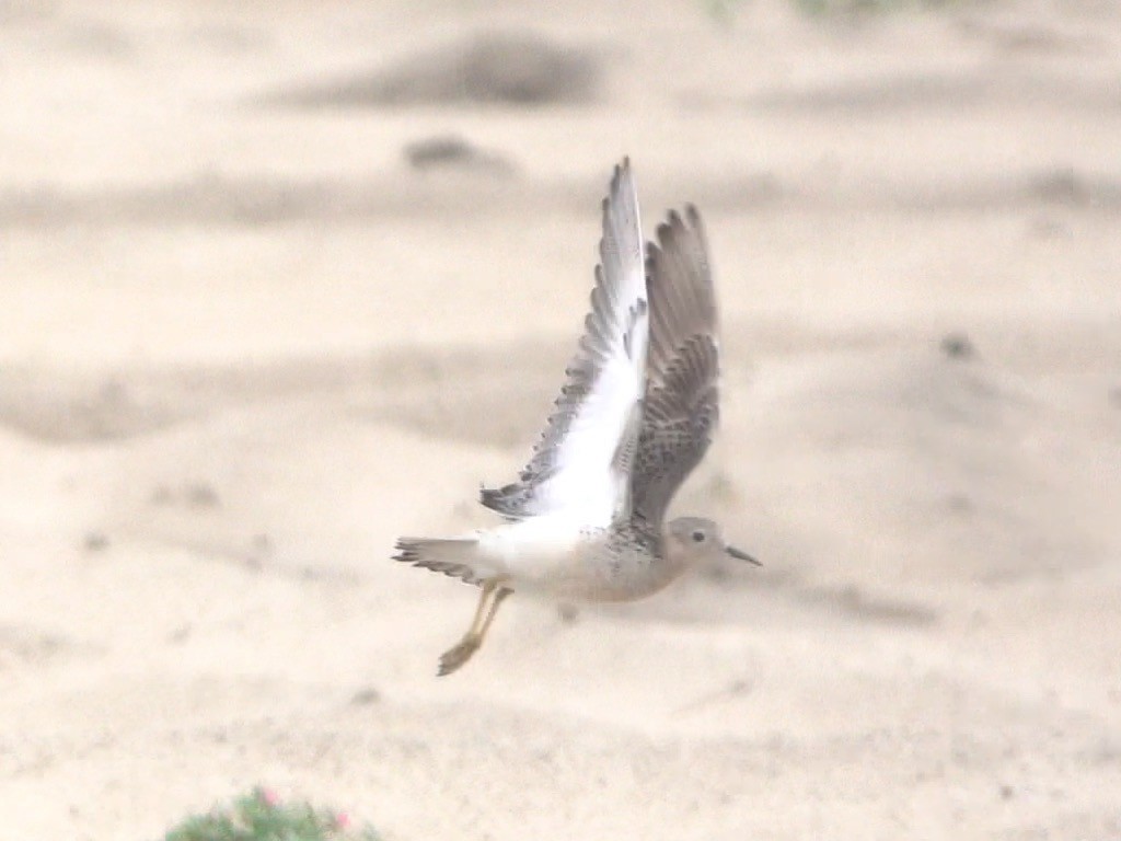 Buff-breasted Sandpiper - ML608400972