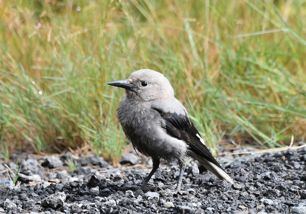 Clark's Nutcracker - ML608401030