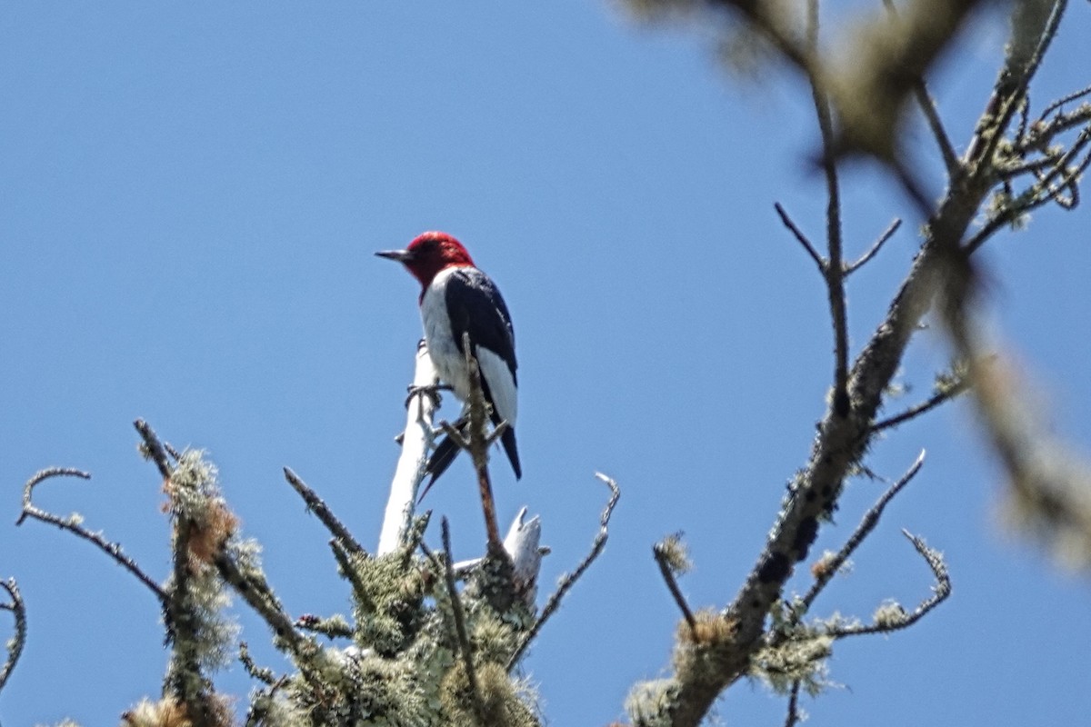 Pic à tête rouge - ML608401039