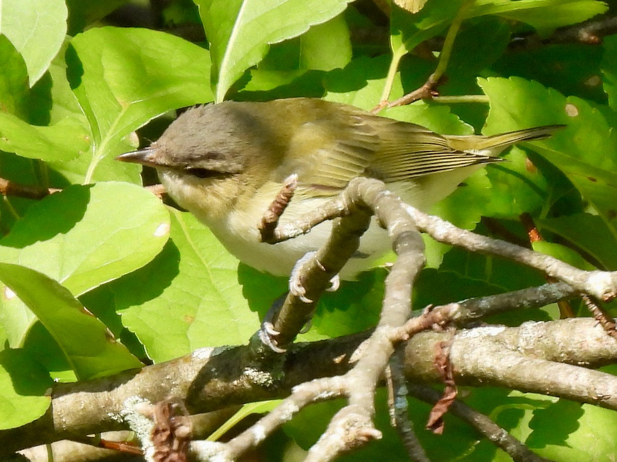 Red-eyed Vireo - ML608401072