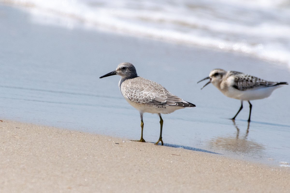 Red Knot - ML608401130