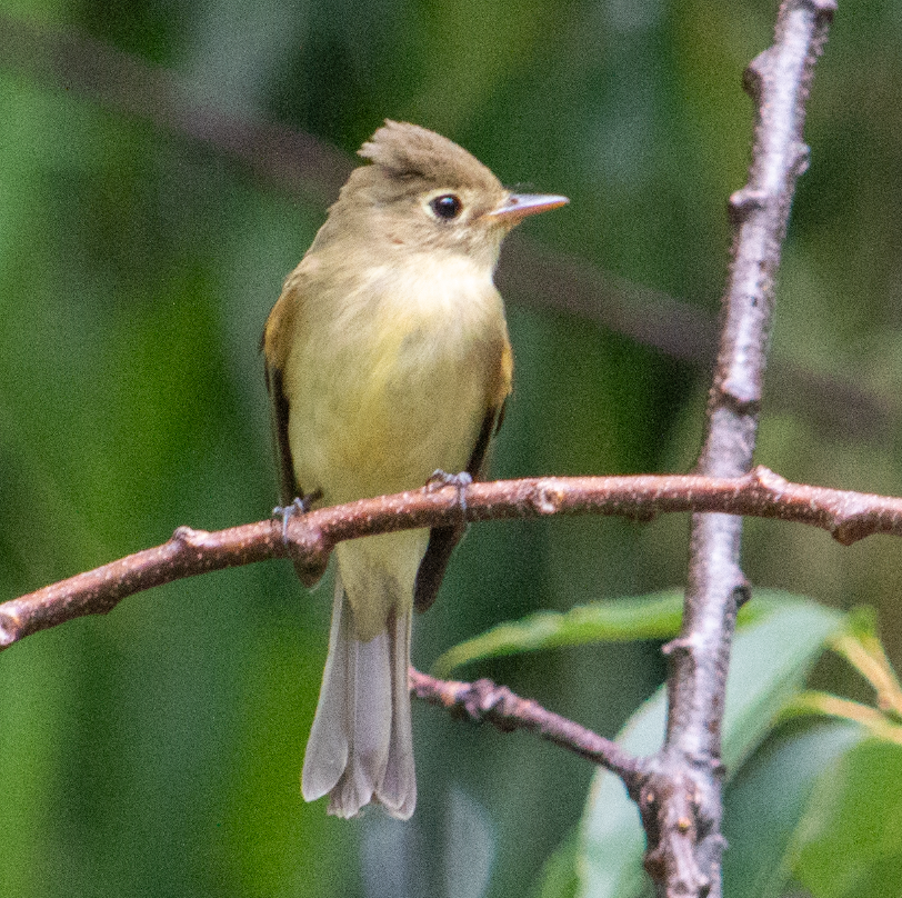 Western Flycatcher (Pacific-slope) - kathy eder