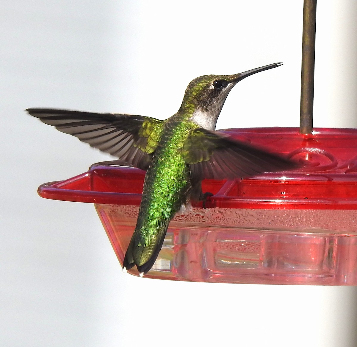 Ruby-throated Hummingbird - ML608401256