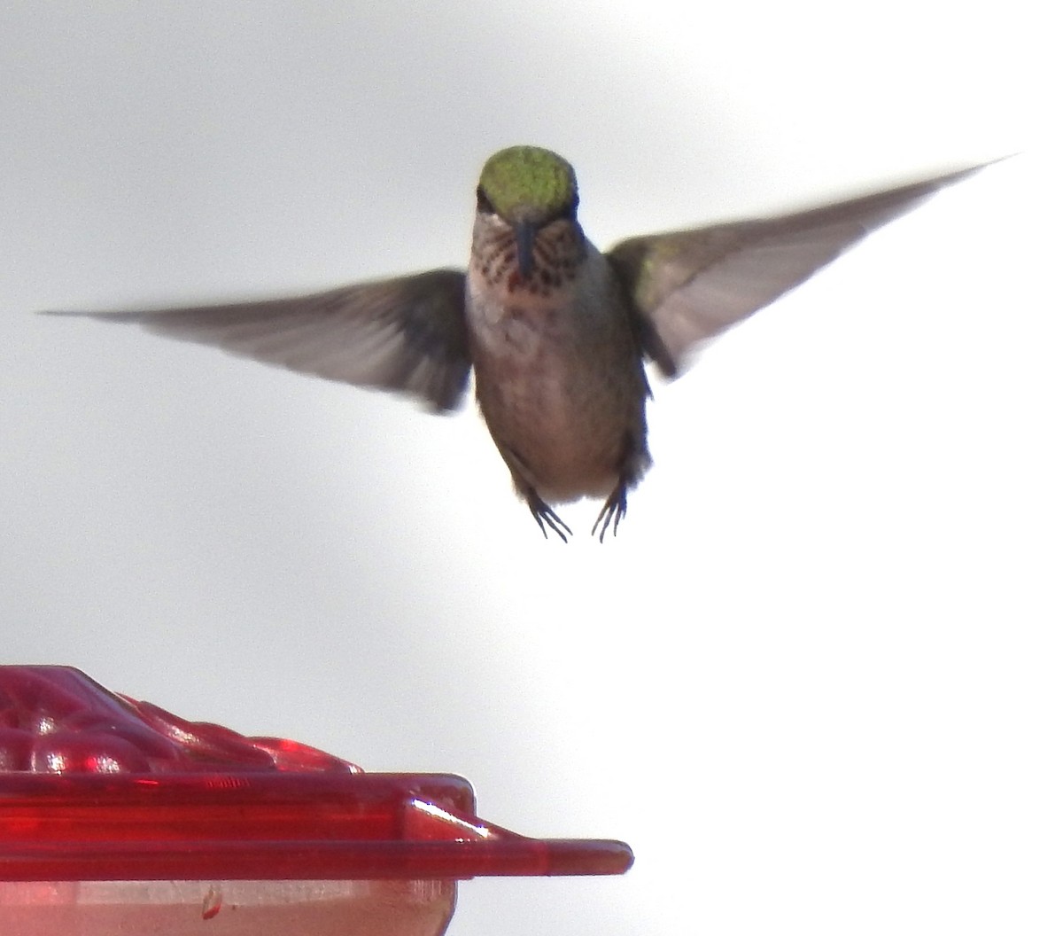 Ruby-throated Hummingbird - ML608401267