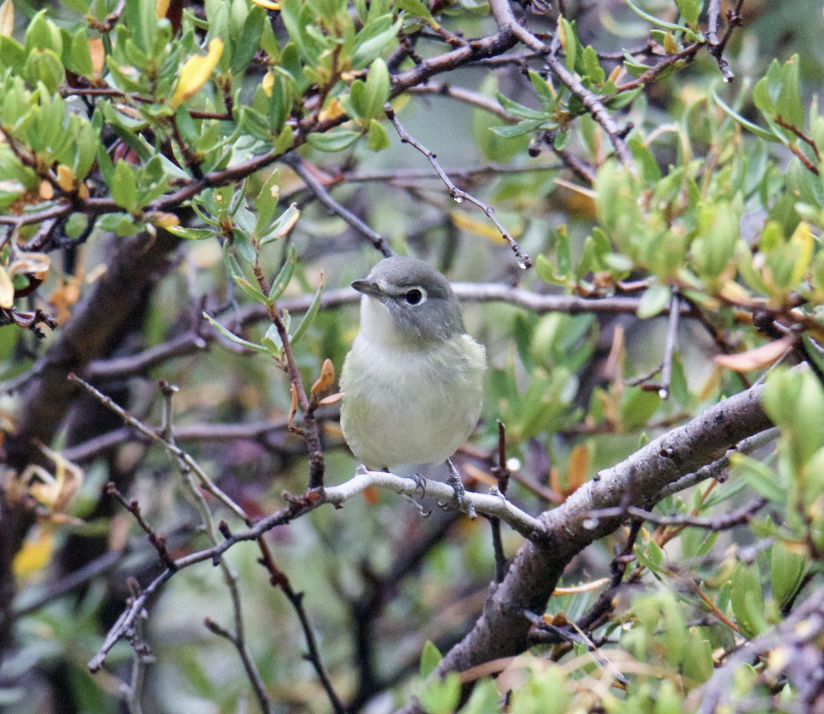 Cassin's Vireo - Jordan Juzdowski