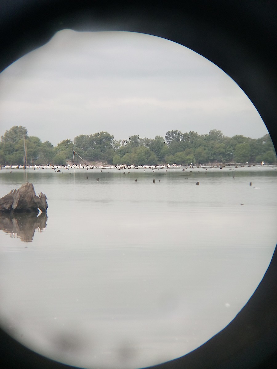 American White Pelican - ML608401588