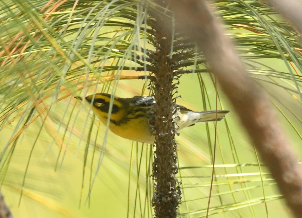 Townsend's Warbler - Leonardo Guzmán (Kingfisher Birdwatching Nuevo León)