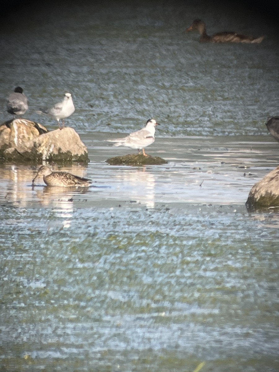 Common Tern - ML608401695