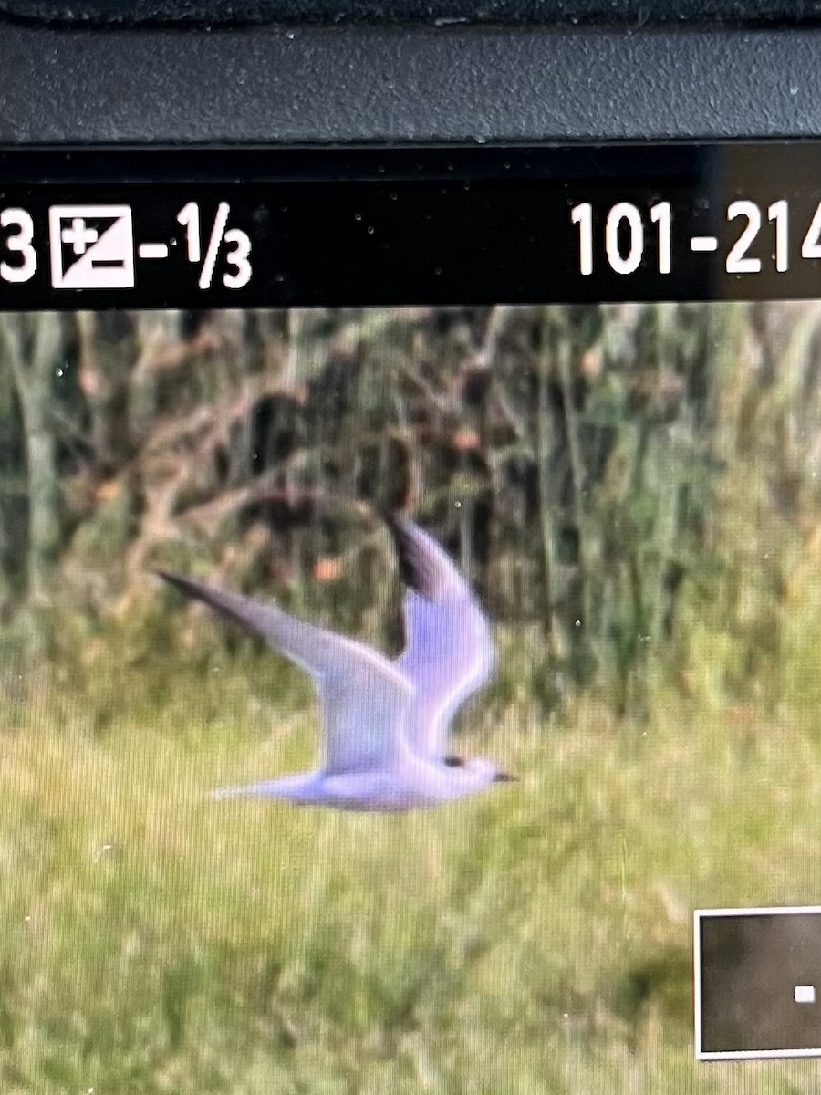 Common Tern - Dan King