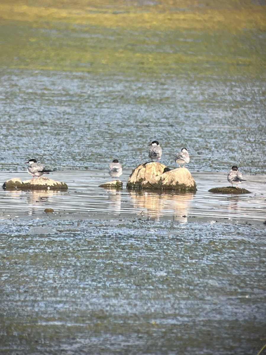 Common Tern - ML608401698