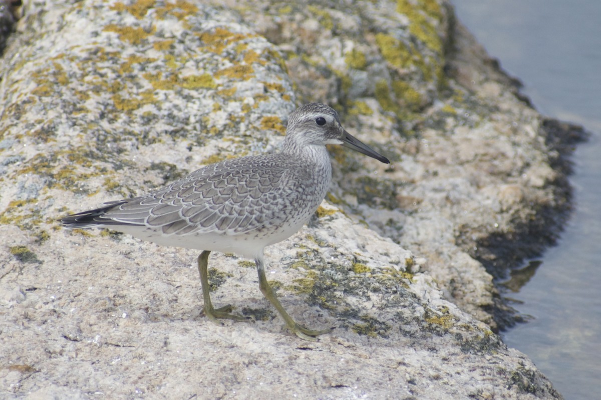 Red Knot - ML608401782