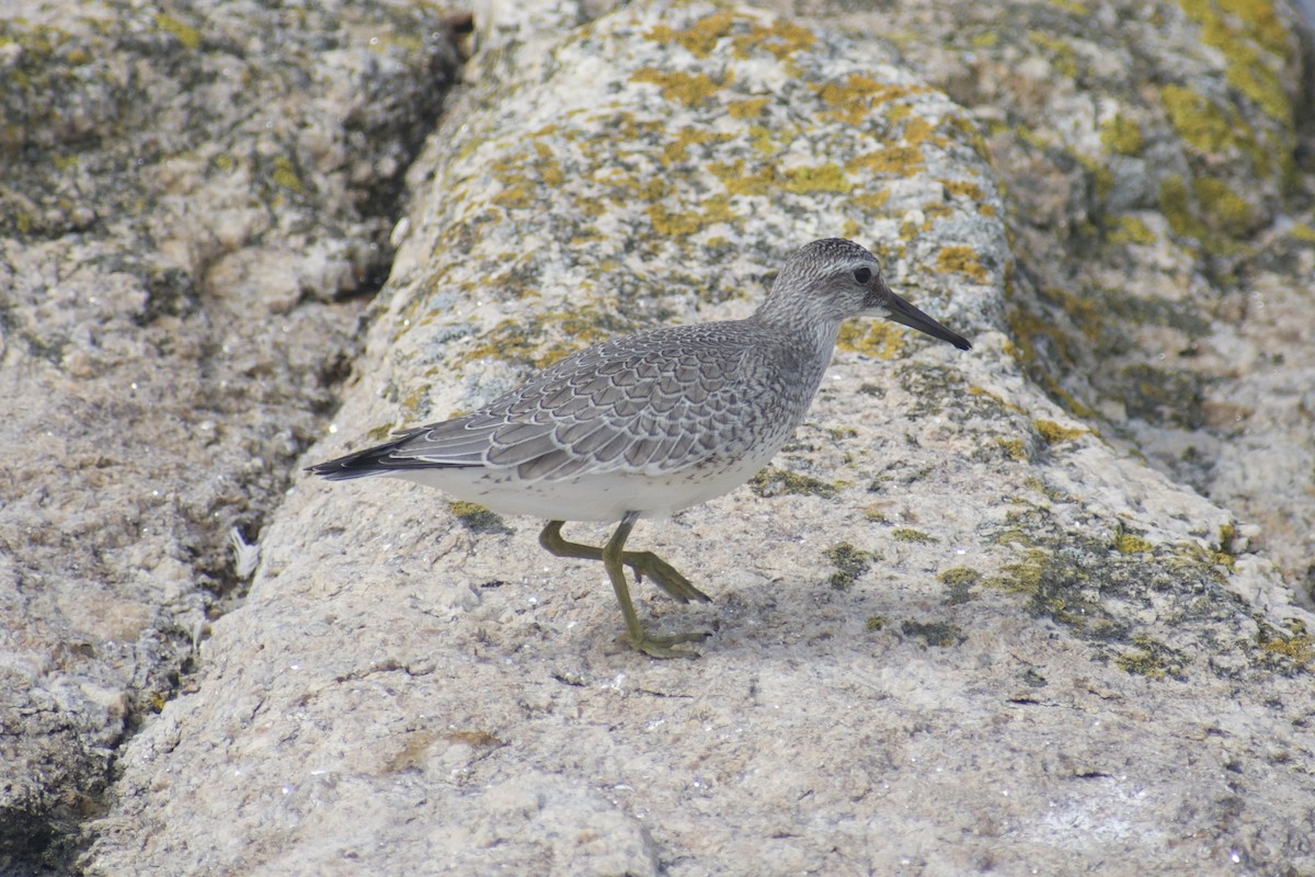 Red Knot - ML608401785