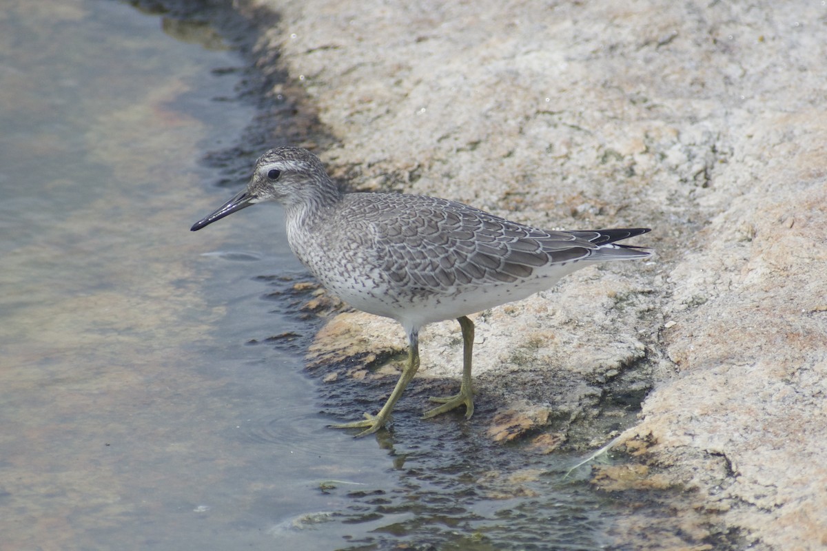 Red Knot - ML608401786