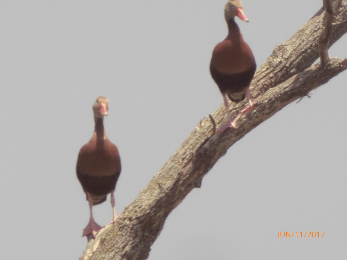 Black-bellied Whistling-Duck - ML60840181