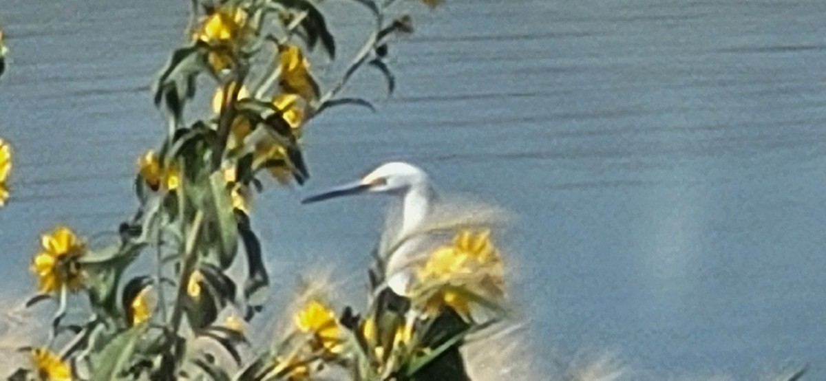 Snowy Egret - ML608401811