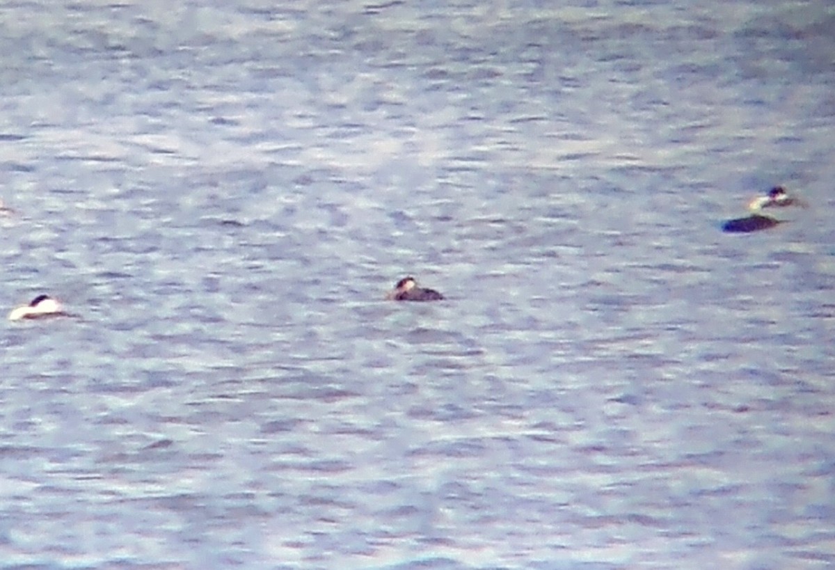 Red-necked Grebe - ML608401868