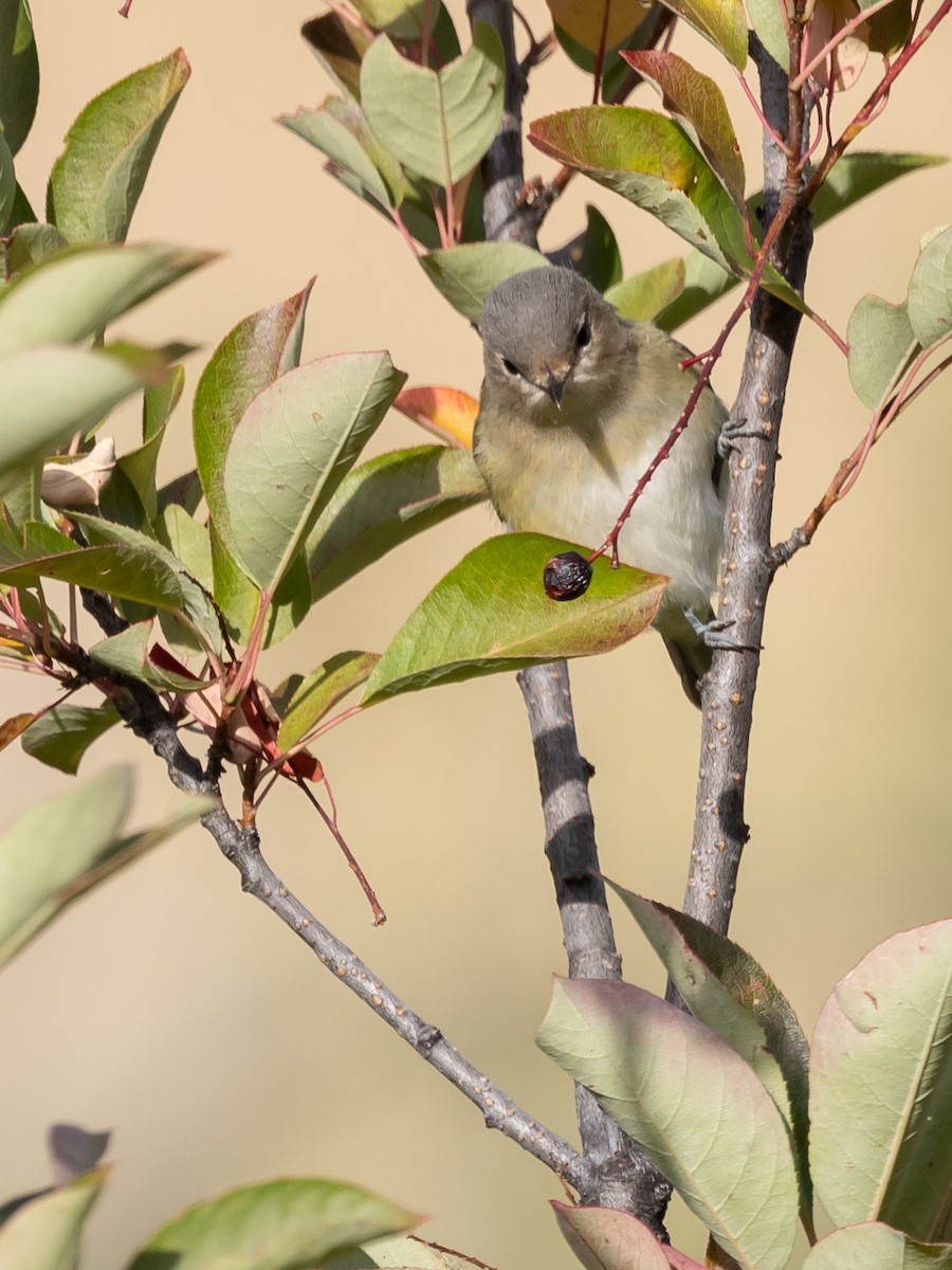 Warbling Vireo - ML608401915