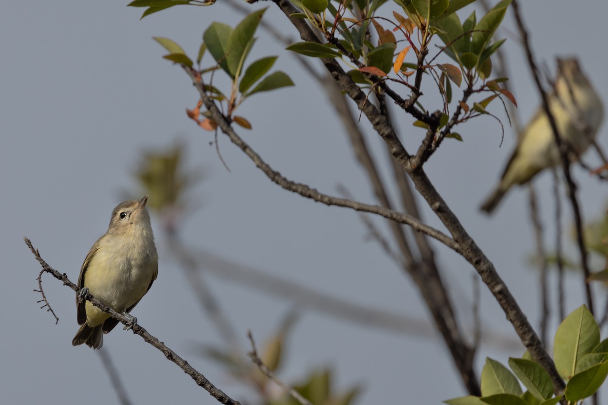 Warbling Vireo - ML608401916