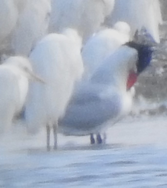 Caspian Tern - ML608402112