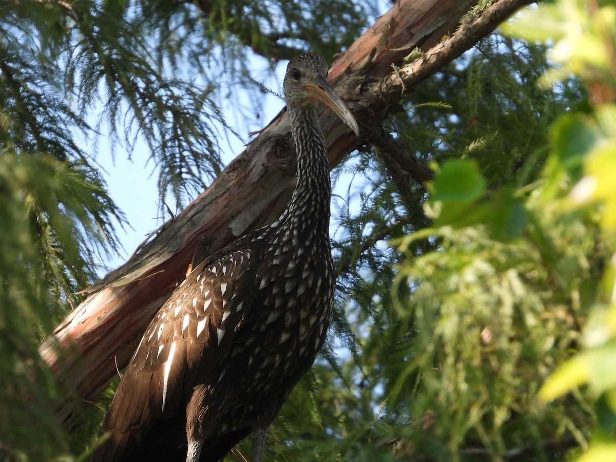 Limpkin - ML608402131