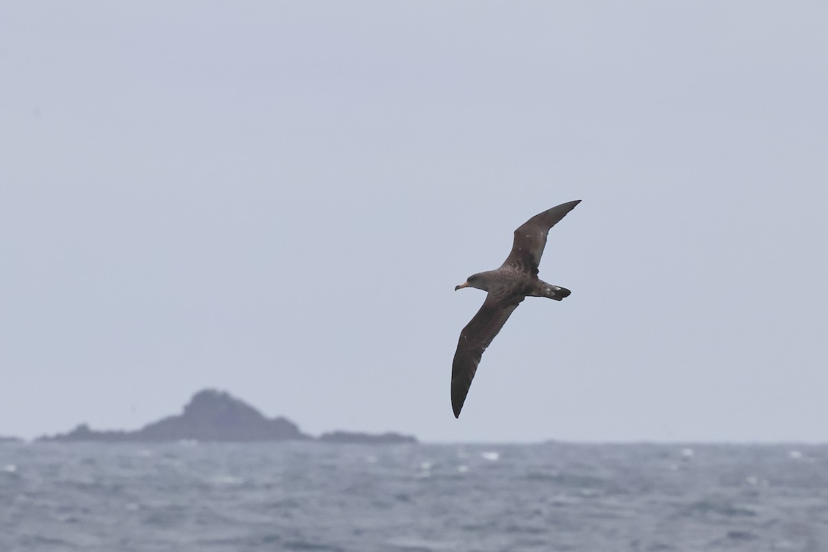 Cory's Shearwater - ML608402182