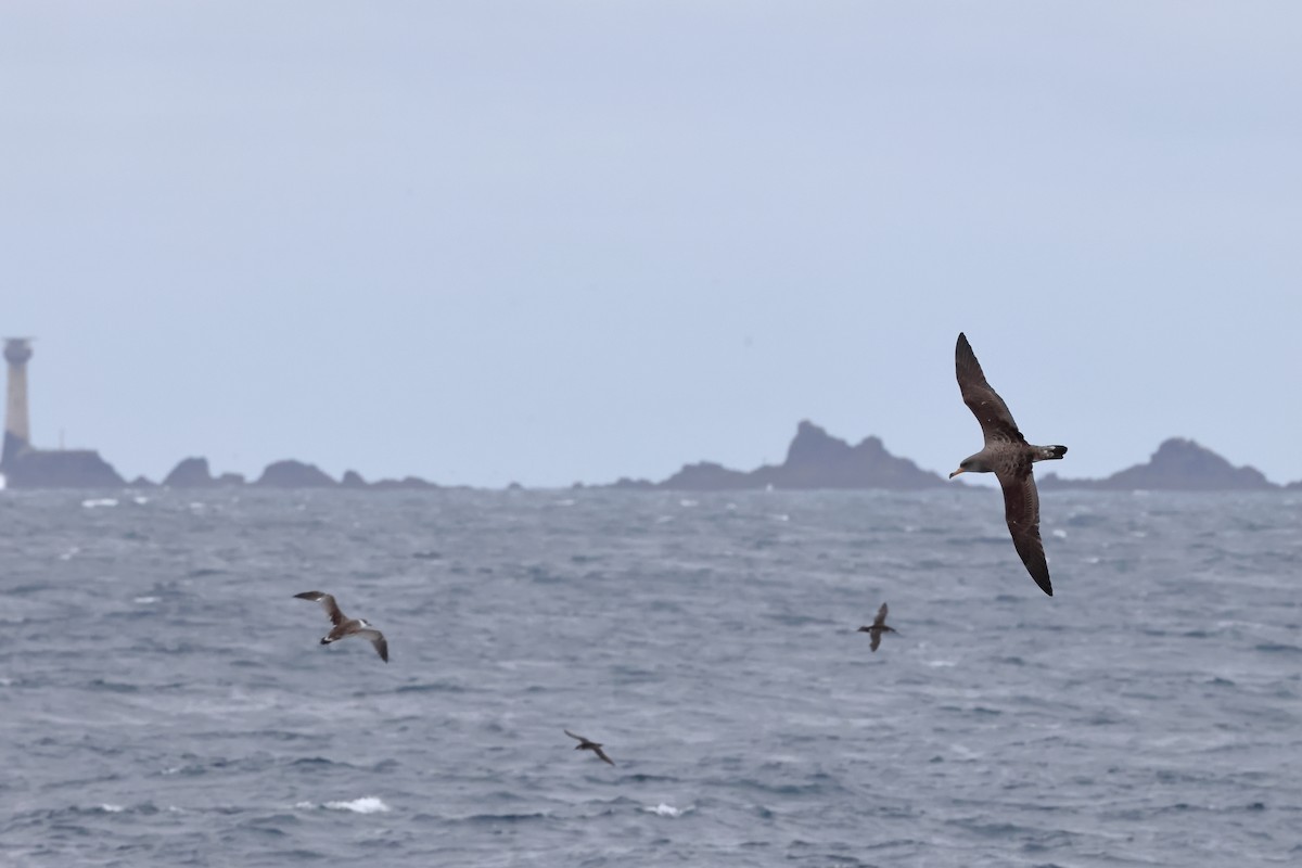 Cory's Shearwater - ML608402183