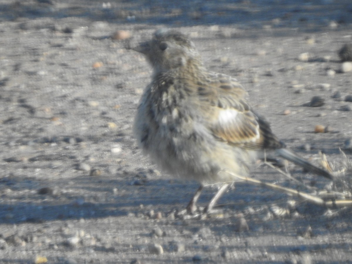 Chestnut-collared Longspur - Dale Heinert