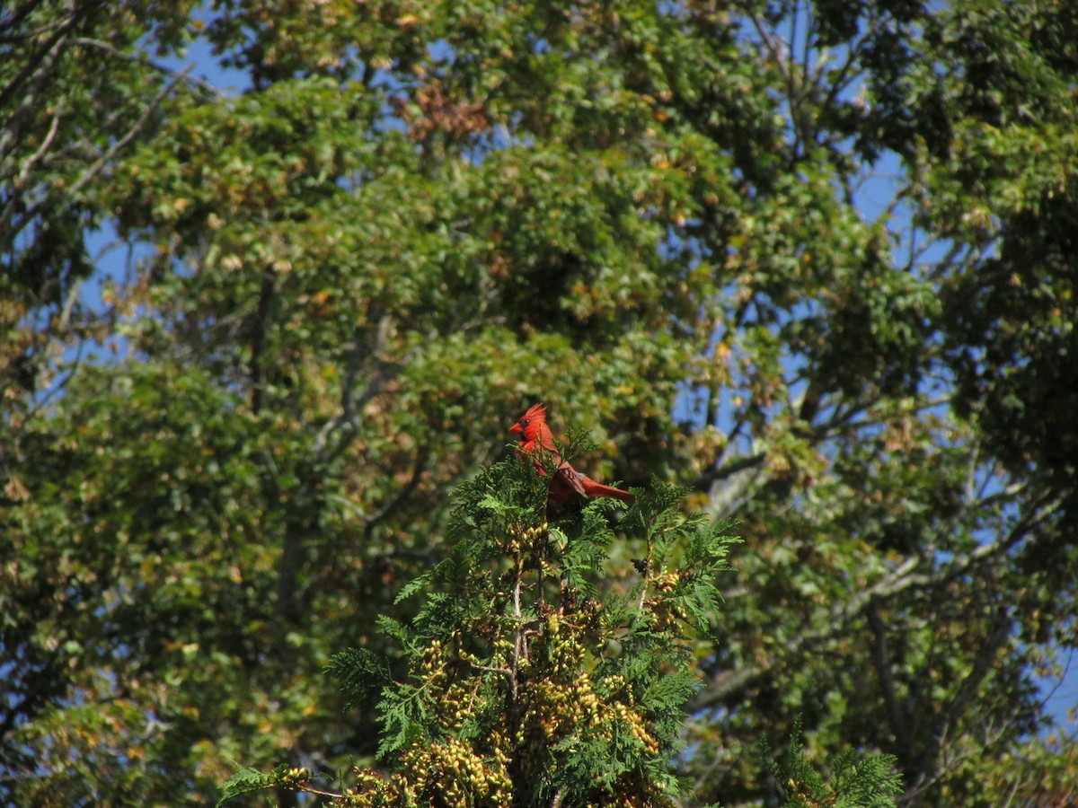 Northern Cardinal - ML608402214