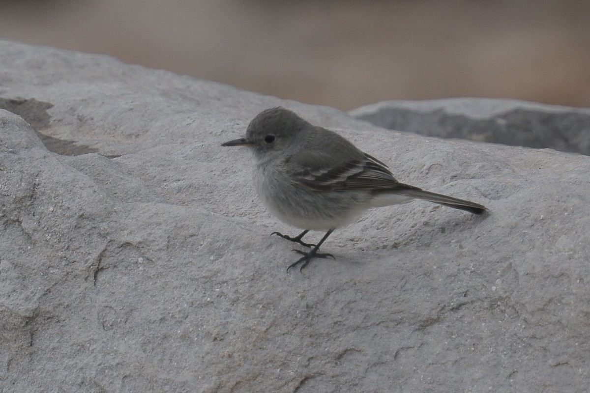 Gray Flycatcher - ML608402243