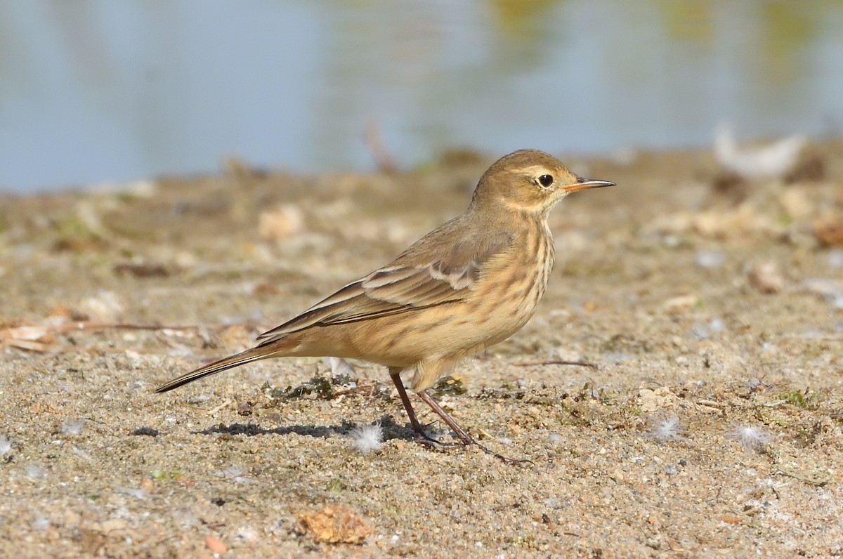 American Pipit - ML608402321