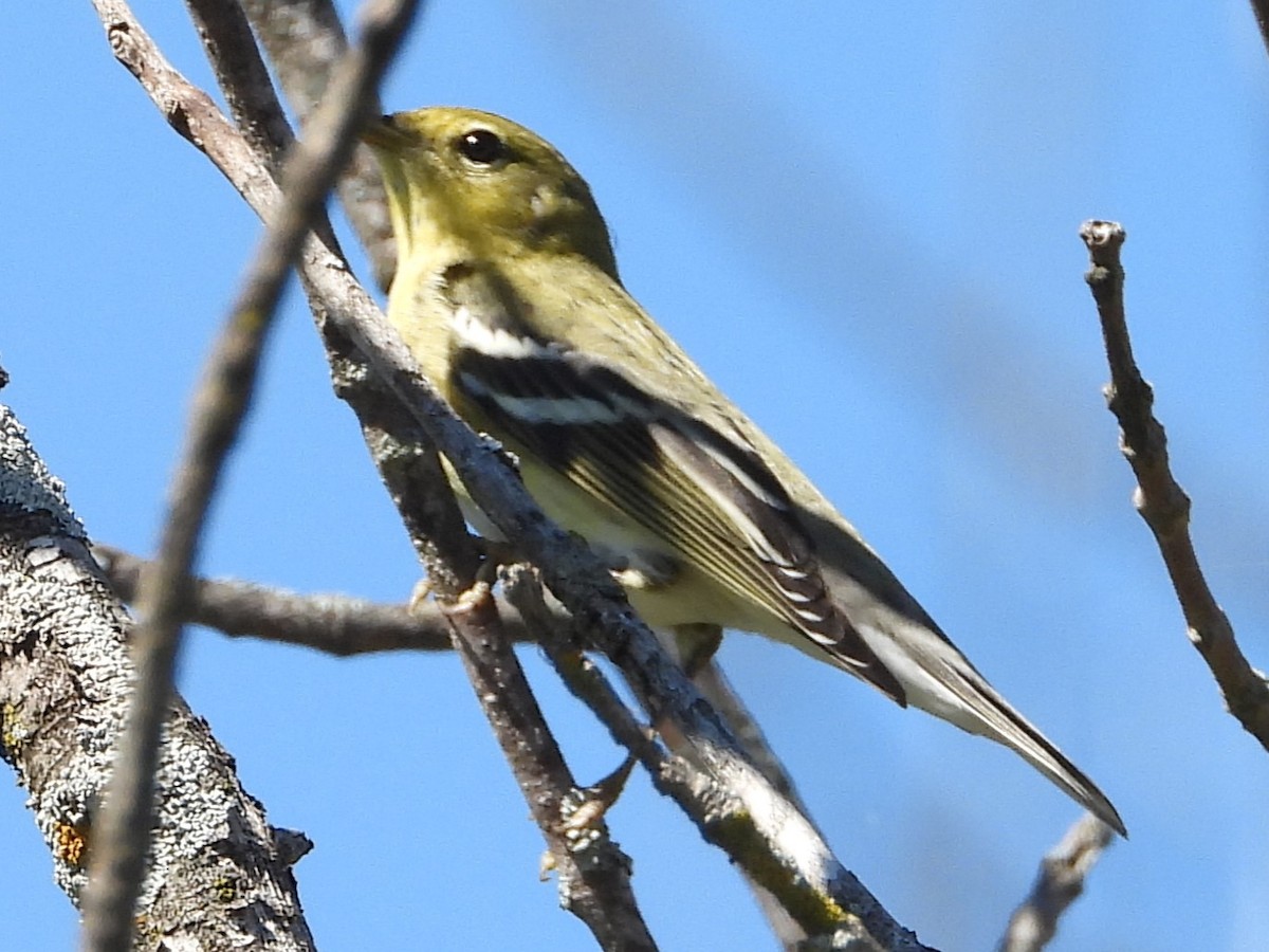 Bay-breasted Warbler - ML608402361
