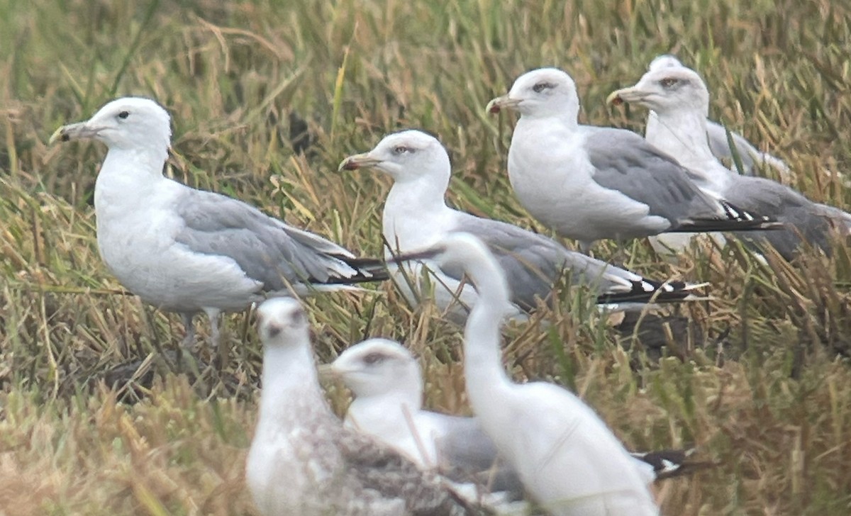 Caspian Gull - ML608402378