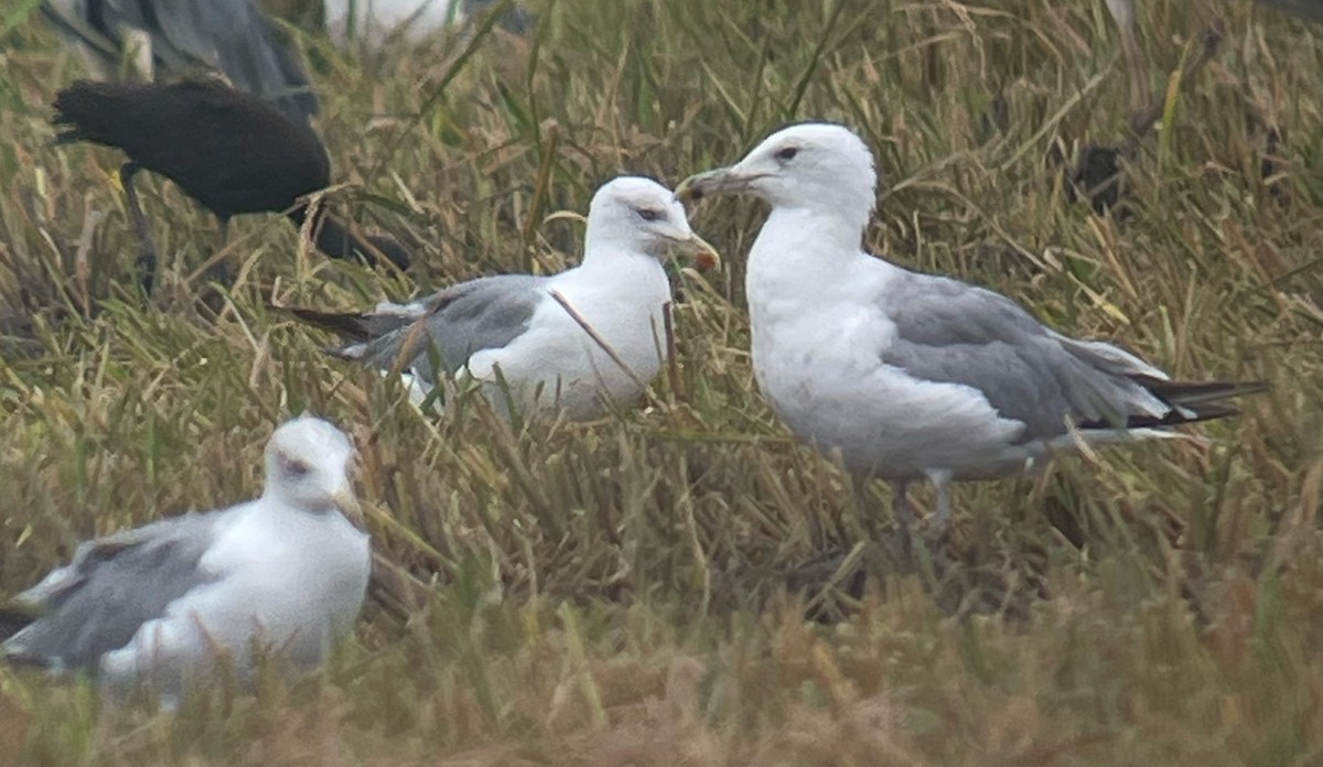 Caspian Gull - ML608402379