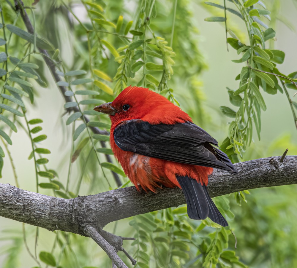 Scarlet Tanager - ML608402461