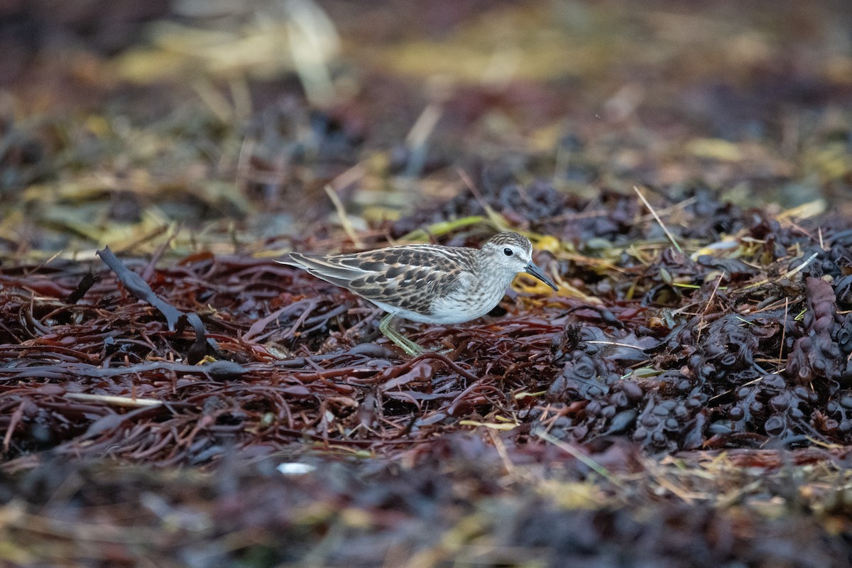Least Sandpiper - ML608402466