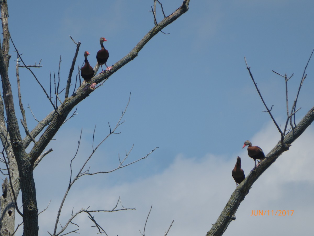 Black-bellied Whistling-Duck - ML60840251