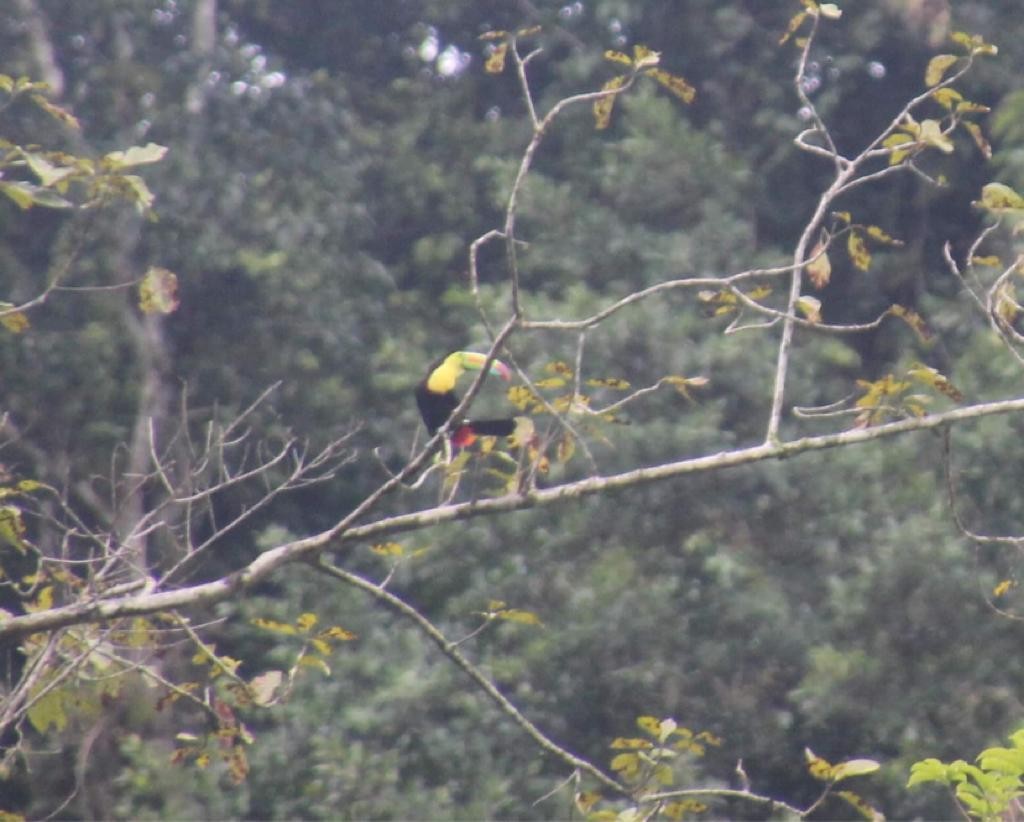 Keel-billed Toucan - ML608402523