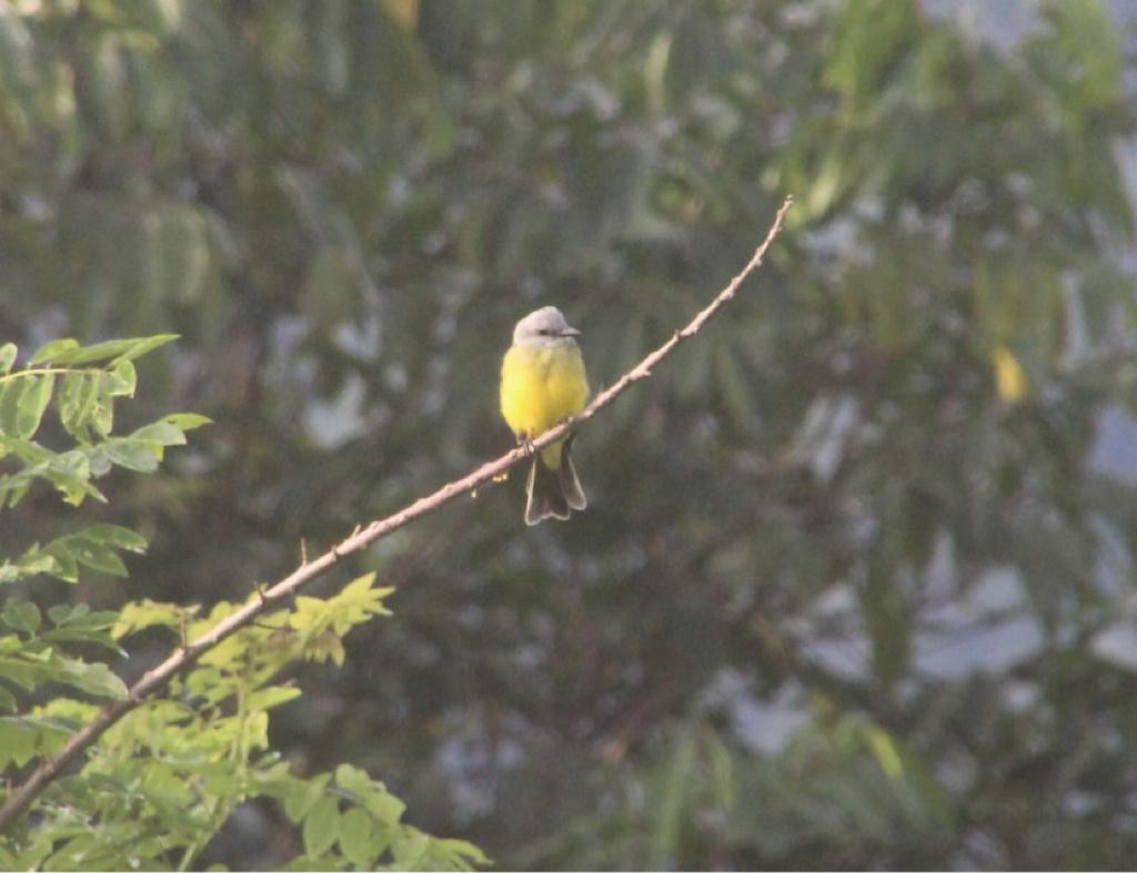 Tropical Kingbird - ML608402540